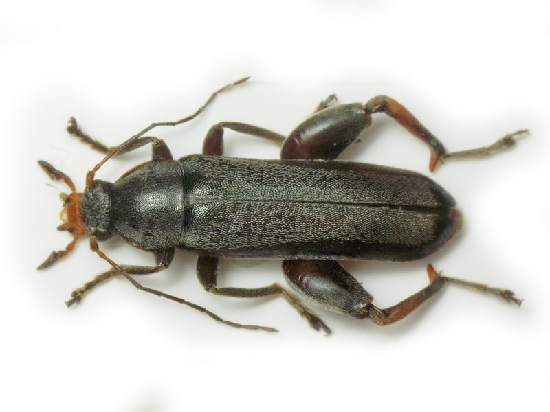 Osphya bipunctata (Fabricius, 1775)